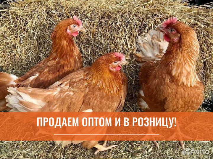 Куры несушки с доставкой