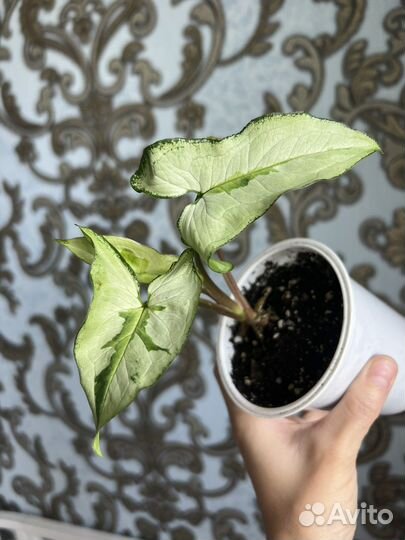 Сингониум три короля