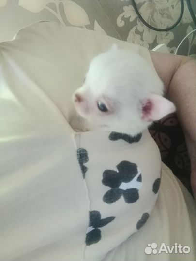 Щенки чихуахуа мини