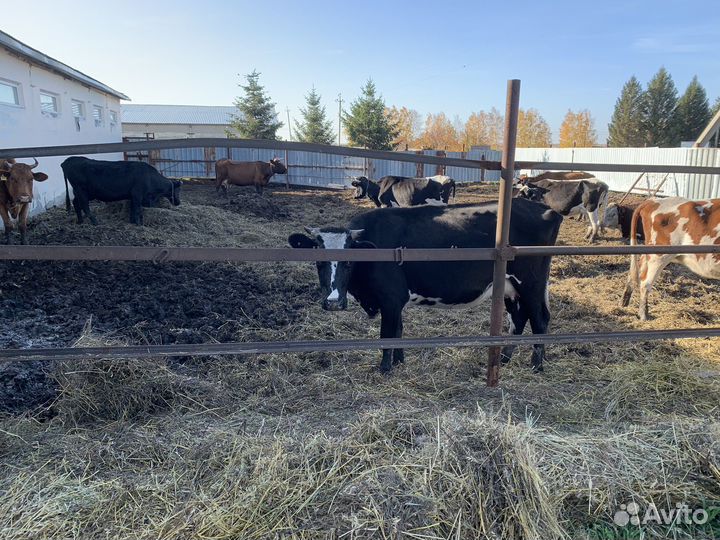 Коровы подсосные