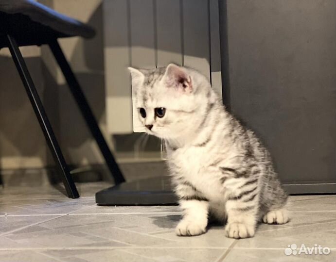 Британская