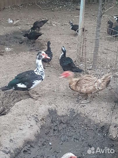 Мускусная утка