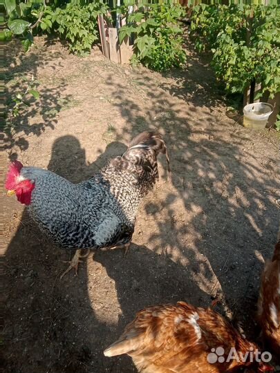 Продам петуха