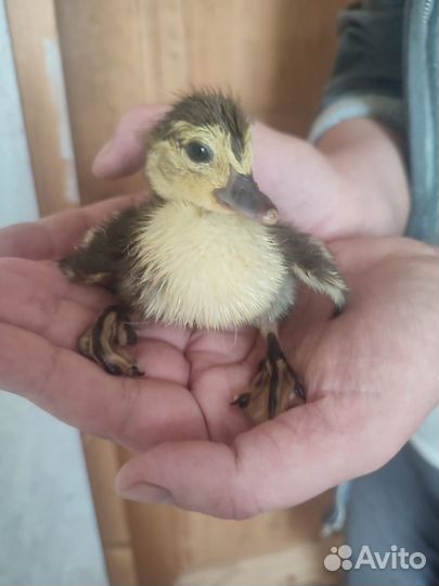 Утята индоутки