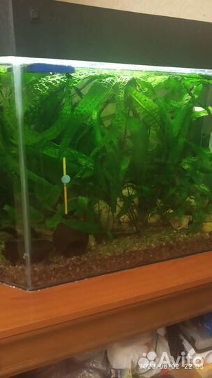 Аквариум