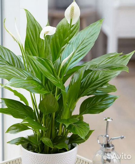 Спатифиллум