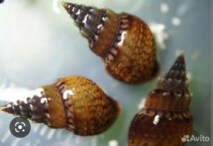 Аквариумные рыбки