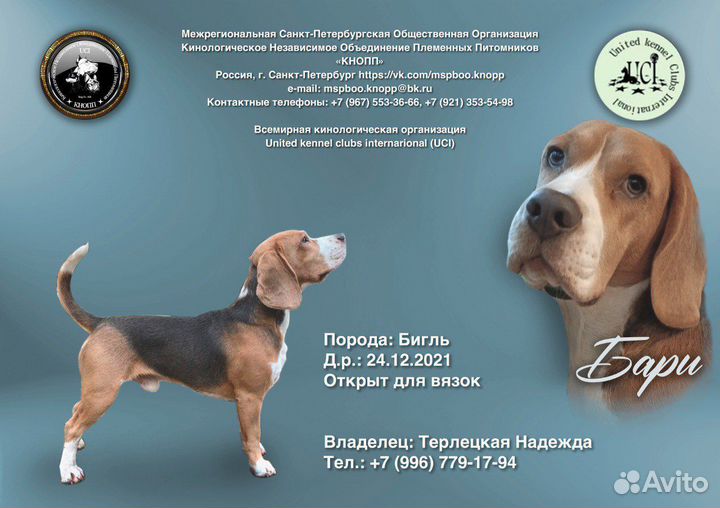 Вязка кобель бигль