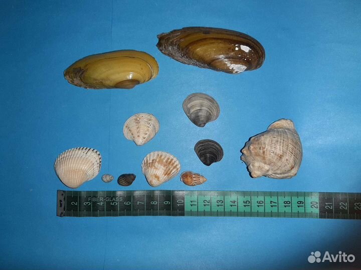 Морские ракушки