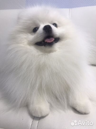Белый померанский шпиц вязка