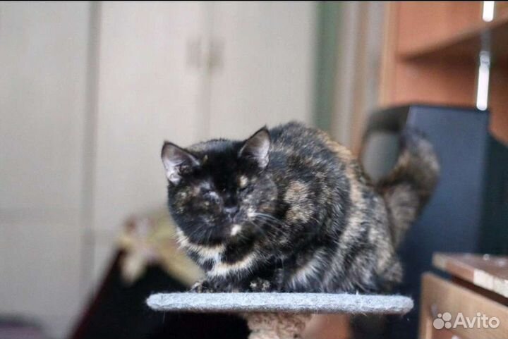 Слепая кошечка хочет домой