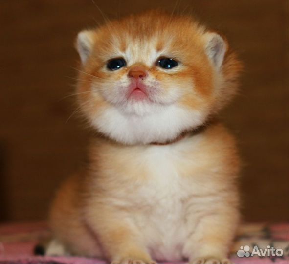 Девочки и мальчики золотой шиншиллы