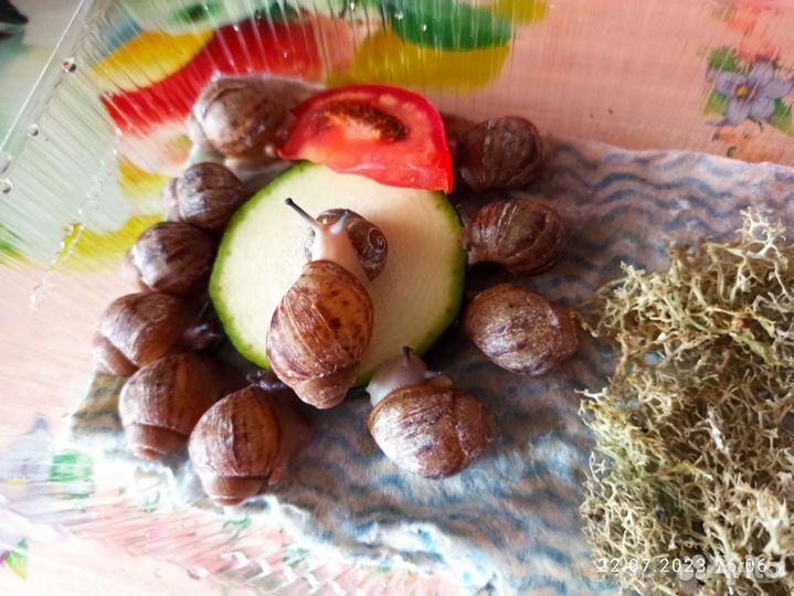 Улитята архахатины маргината