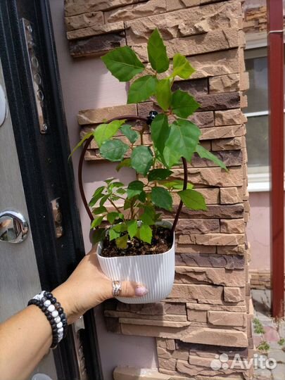 Комнатные цветы