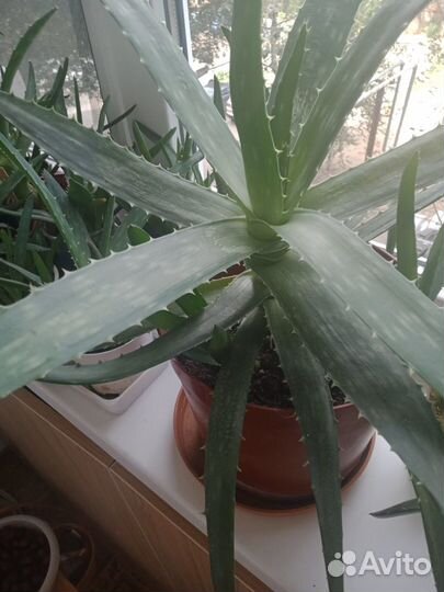 Алоэ Вера лечебный