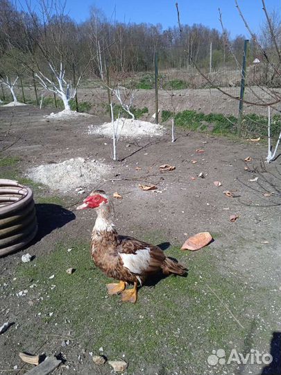 Яйцо мускусной утки,цесариное,белого Леггорна