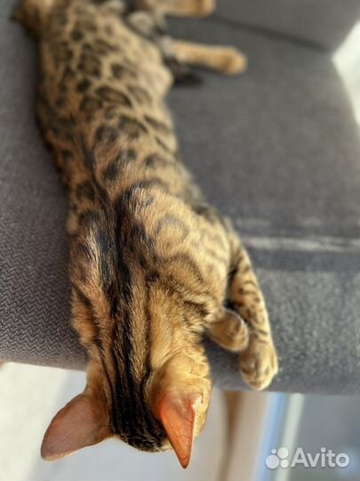 Бенгальский котенок девочка