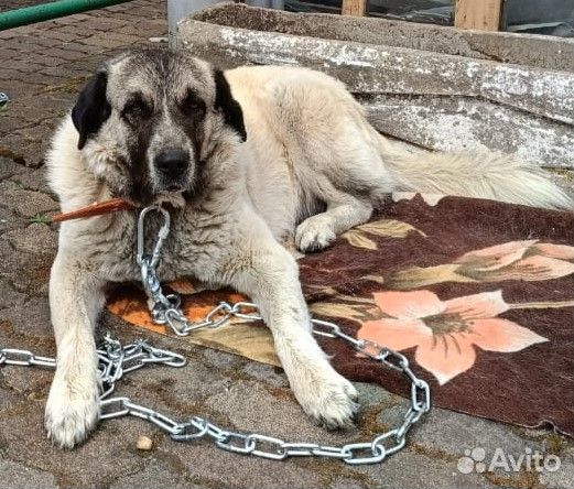 Собака для охраны