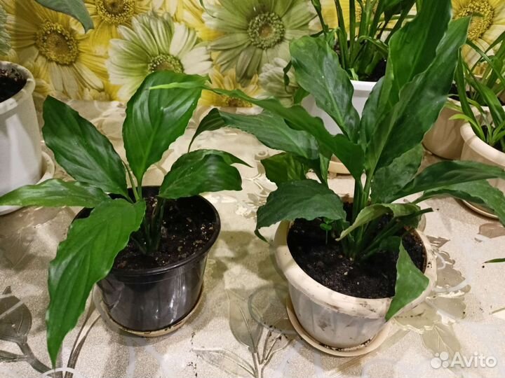 Растения спатифилиум,традисканция,хлорофитум