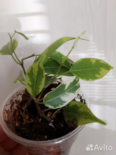 Фикус бенджамина пестролистный