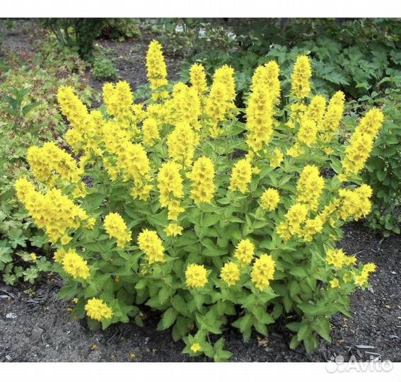 Садовые многолетние цветы