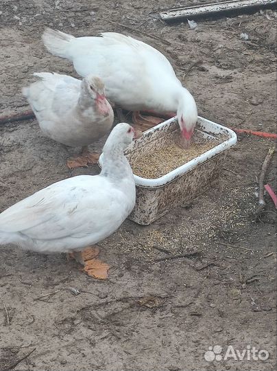 Индоутки, гуси