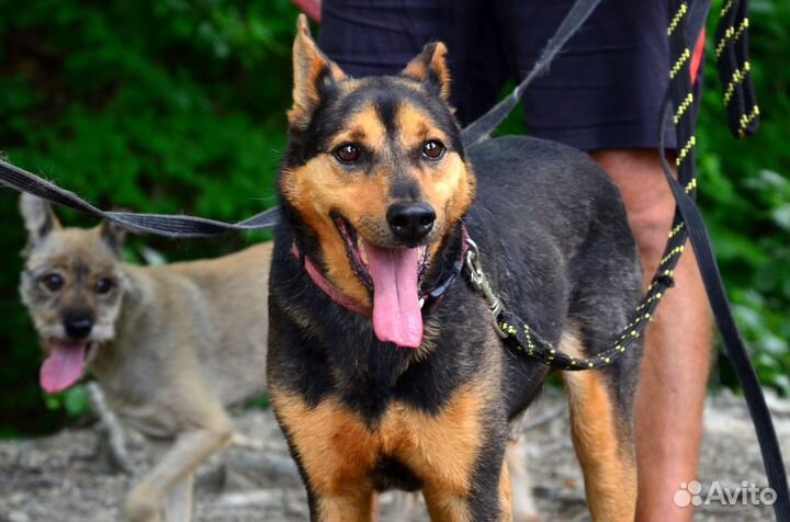 Собака в добрые руки