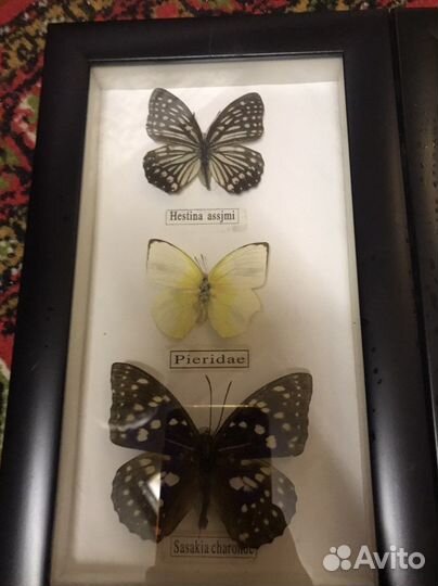 Бабочки коллекция панно