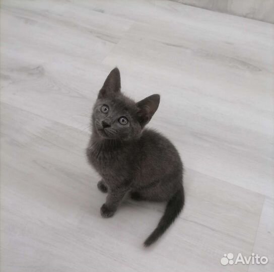 Котята в дар бесплатно