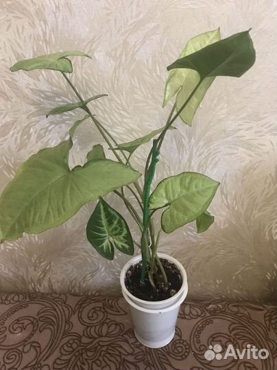 Сингониум вайт батерфляй