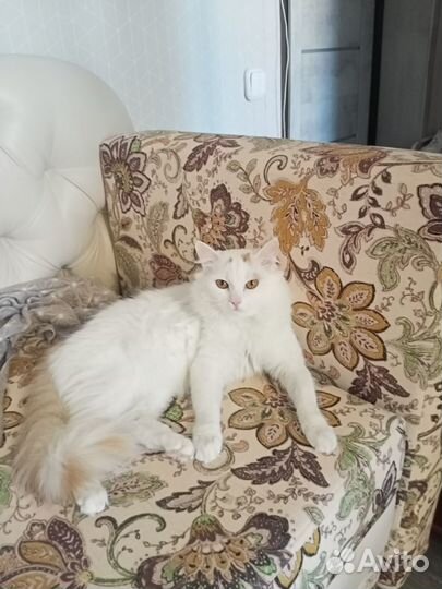 Кот в добрые руки