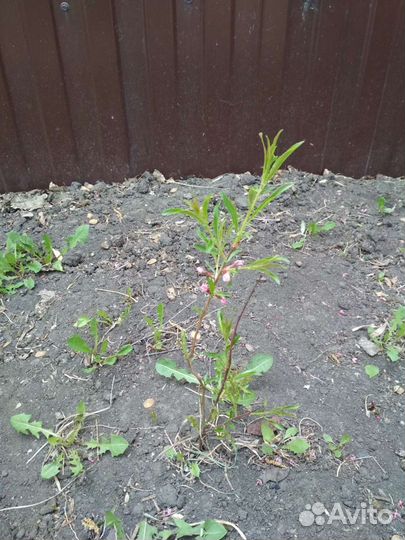 Миндаль саженцы