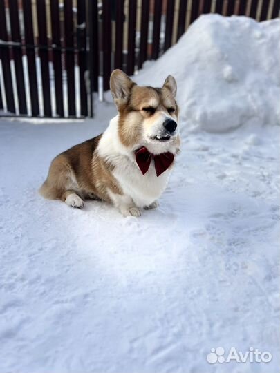 Жених из Голандии ищет невесту