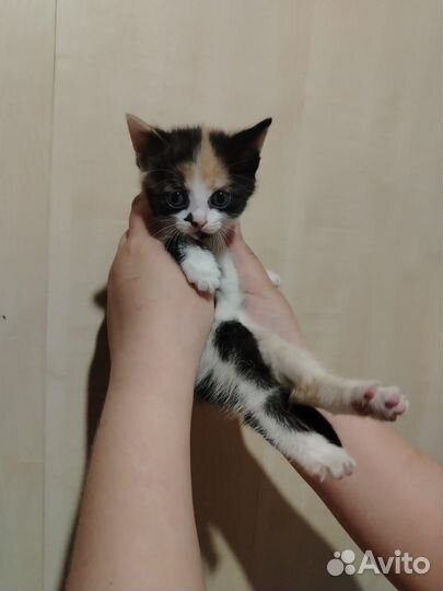 Котята в добрые руки девочка