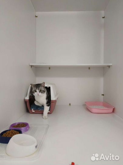 Гостиница для кошек