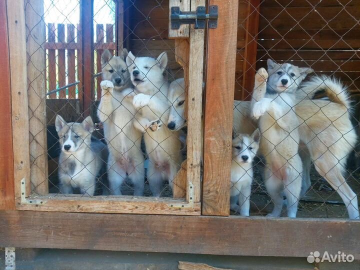 Щенки лайки западно-сибирской