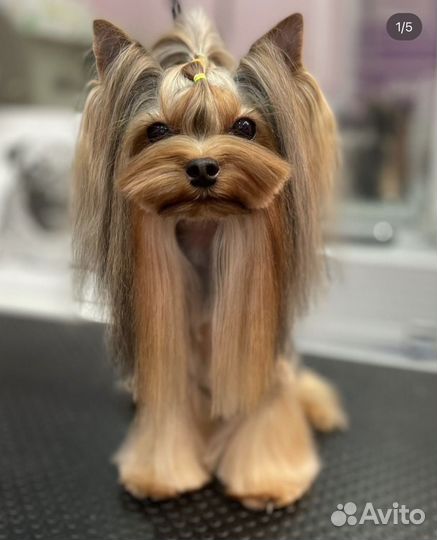 Йоркширский терьер микро
