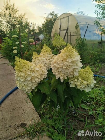 Гортензии метельчатые
