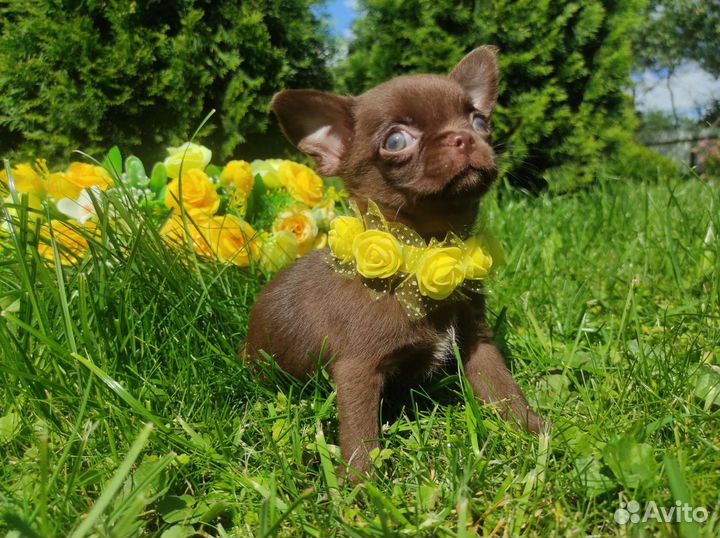 Лиловые и Шоколадные щенки Чихуахуа