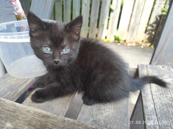 Котята 1,5 мес. в добрые руки