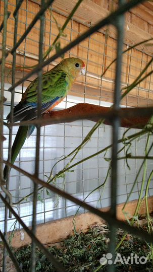 Пинантовая красная розелла и другие