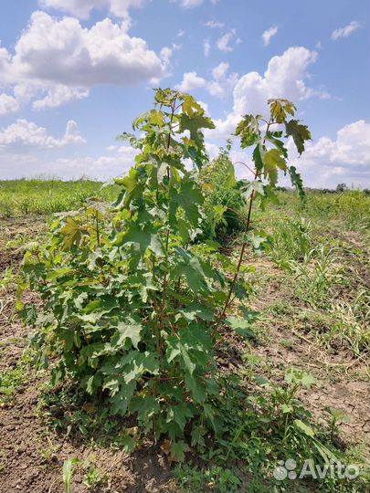 Саженцы клёна