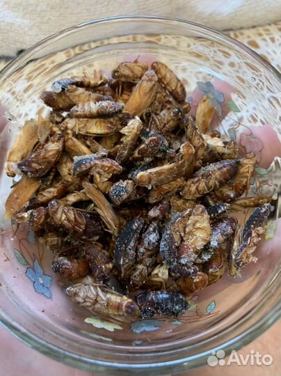 Сверчки, тараканы и черви (заморозка)