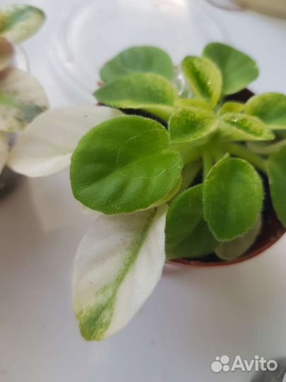 Фиалки пестролистные сортовые