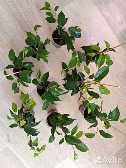 Фикус Бенджамина Наташа. Укоренённые побеги