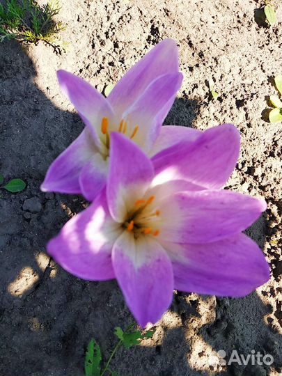 Безвременник Джайант осенний