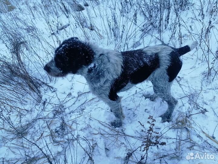 Случка собак