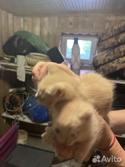 Котята в добрые руки,мальчик и девочка