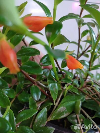 Нематантус (гипоцирта) грегариус