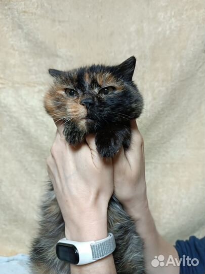 Кошечка стерилизованная